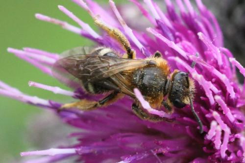 Lasioglossum laevigatum